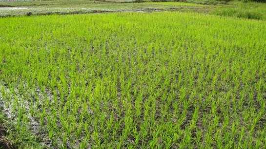 Sénégal: La SAED annonce une production record de 430 000 tonnes de riz