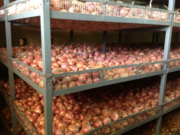 Oignon : L’Union Européenne finance la construction de 5 magasins de stockage au Sénégal Oignon : L’Union Européenne finance la construction de 5 magasins de stockage au Sénégal