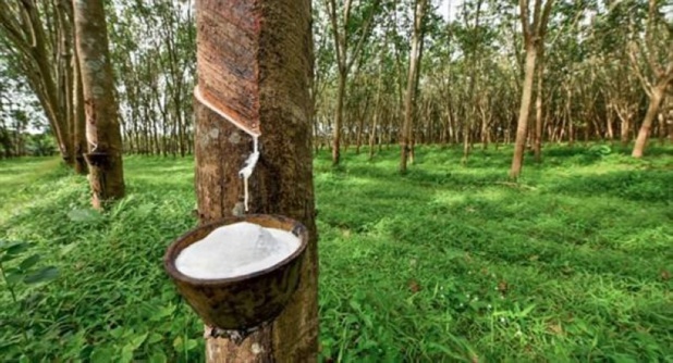 Notation : GCR rehausse la note de long terme de la Société Africaine de Plantation d’Hévéas. Notation : GCR rehausse la note de long terme de la Société Africaine de Plantation d’Hévéas.