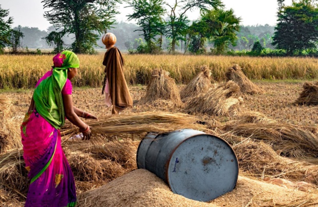 Politique agricole au sein de l’Uemoa : Les femmes veulent plus de considération pour la formation, la recherche et le financement des chaînes de valeurs