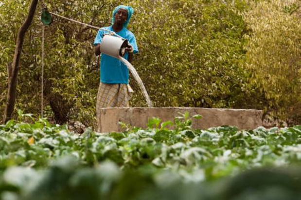 Financement de l’agriculture dans l’Uemoa : Les producteurs appelés à adopter des « modèles innovants »