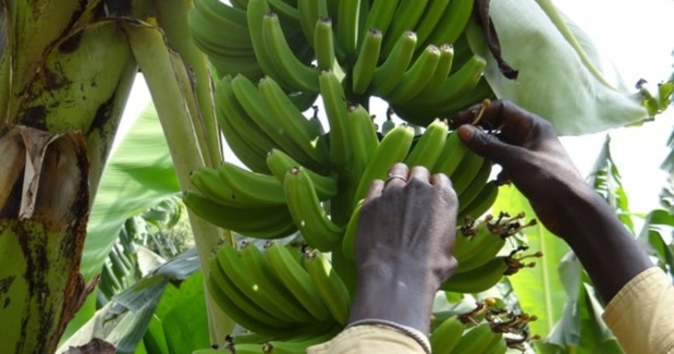 Espace Uemoa : Poursuite de la hausse des cultures vivrières Espace Uemoa : Poursuite de la hausse des cultures vivrières