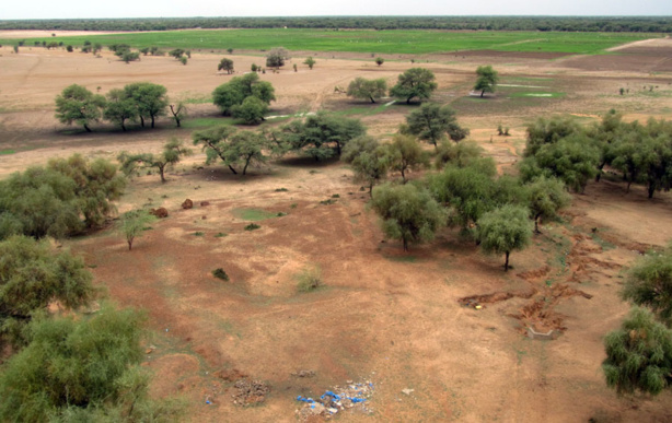 Fatick : 800 millions pour lutter contre la déforestation Fatick : 800 millions pour lutter contre la déforestation