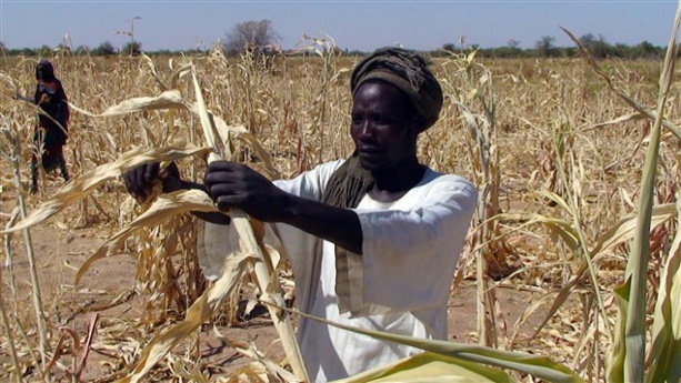 Sécurité Alimentaire dans l’UEMOA : Le Comité de Haut Niveau adopte un programme décennal