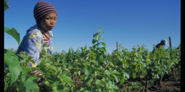 Agriculture : Un professeur chinois préconise le développement de grandes fermes en Afrique