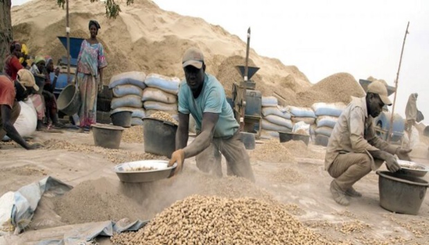 Conseil interministériel sur la commercialisation arachidière 2023/2024 : D’importantes mesures attendues ce vendredi Conseil interministériel sur la commercialisation arachidière 2023/2024 : D’importantes mesures attendues ce vendredi