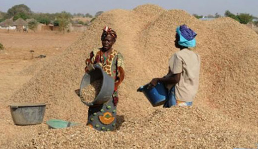 Commercialisation de l’arachide : Le prix planché du kilogramme fixé à 280 FCFA