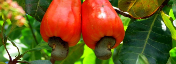 Sénégal : Un plan de développement annoncé pour la filière anacarde Sénégal : Un plan de développement annoncé pour la filière anacarde