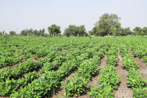 AGRICULTURE SENEGALAISE : Ces contraintes qui plombent le financement