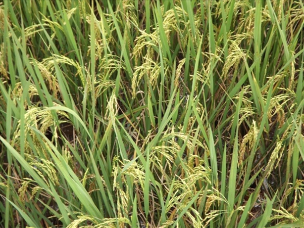 Sénégal: Projet pole de développement de la Casamance - 10.000 hectares à emblaver pour la culture du riz pluvial Sénégal: Projet pole de développement de la Casamance - 10.000 hectares à emblaver pour la culture du riz pluvial