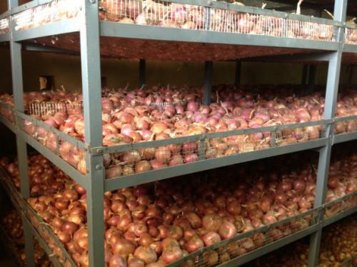 La Côte d’Ivoire peut économiser les 30 milliards de FCfa de ses importations d’oignons La Côte d’Ivoire peut économiser les 30 milliards de FCfa de ses importations d’oignons