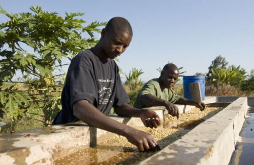 Le changement climatique affecte les récoltes d’arabica en Afrique orientale (étude)