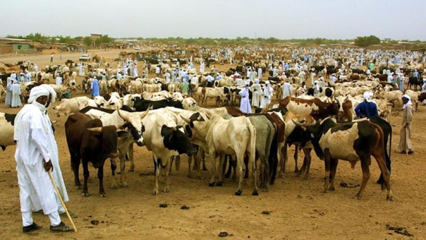 Afrique: La FAO lance une nouvelle initiative avec des partenaires pour donner voix au chapitre à des millions d'éleveurs