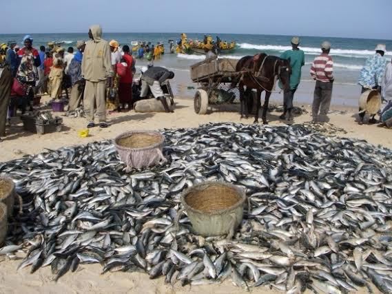 Sénégal : Forte progression de l’activité économique en mars 2015 en mars