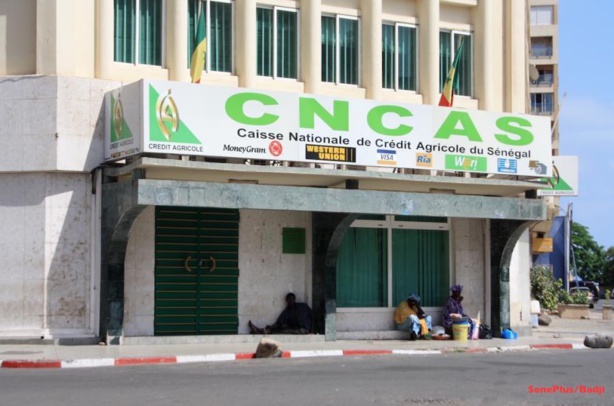 CAISSE NATIONALE DE CREDIT AGRICOLE DU SENEGAL : Le pillage organisé