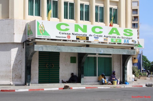 CAISSE NATIONALE DE CREDIT AGRICOLE DU SENEGAL : Le pillage organisé CAISSE NATIONALE DE CREDIT AGRICOLE DU SENEGAL : Le pillage organisé