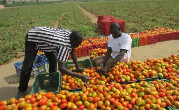 PROJET DE FERMES FAMILIALES INTÉGRÉES « NAATANGUE » : La part du lion à la région naturelle de Casamance