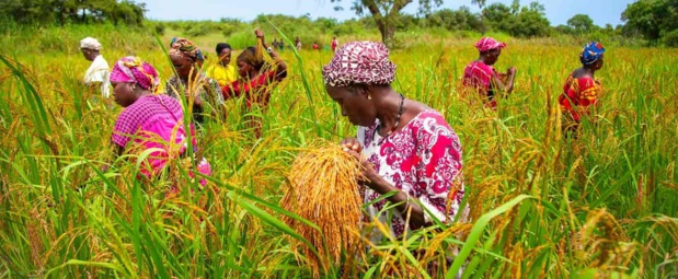 Mise en œuvre du projet Presan : La Bad fait  un don de 20 millions de dollars au Sénégal