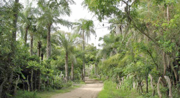 Journée mondiale de l’environnement : Le Sénégal perd 40.000 hectares de forêt chaque année