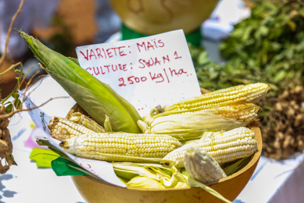 Souveraineté alimentaire, la grande ambition du Sénégal