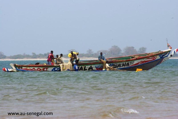 Sénégal : La région de Fatick consomme seulement 9% de sa production de pêche Sénégal : La région de Fatick consomme seulement 9% de sa production de pêche