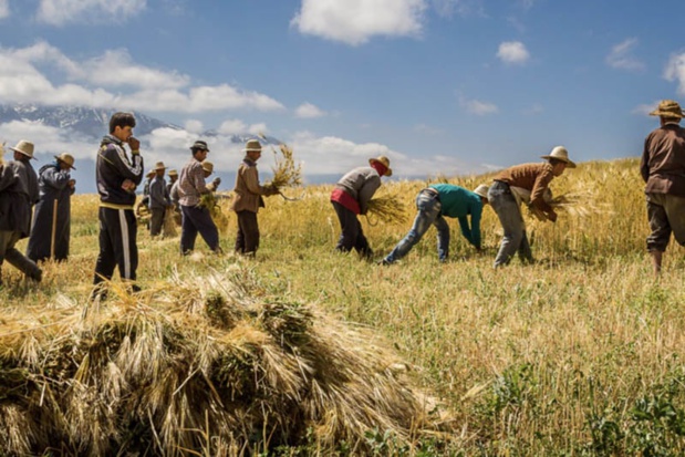 Agriculture : Faibles précipitations en début de la campagne agricole 2023 /2024 au Maroc.