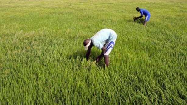 Agriculture ouest-africaine: il faudra s’intégrer ou mourir Agriculture ouest-africaine: il faudra s’intégrer ou mourir