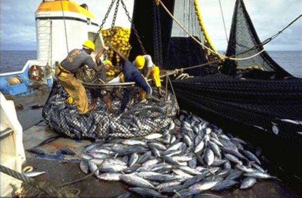 Pêche : Baisse de 12,4% des débarquements de la pêche à fin mai 2015