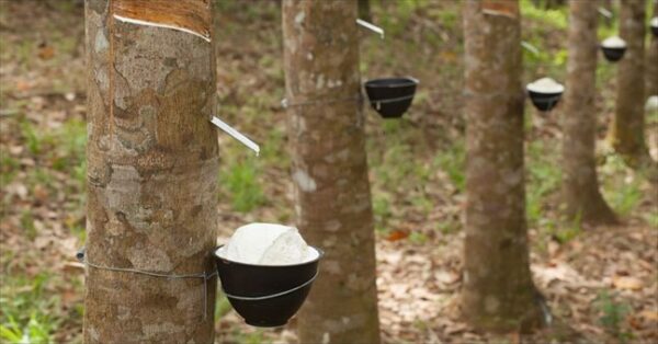 BRVM : La société de SOGB réalise la plus forte hausse de cours avec 6,59% en fin de semaine. BRVM : La société de SOGB réalise la plus forte hausse de cours avec 6,59% en fin de semaine.