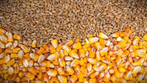 Matières premières : Les prix en baisse, à l’exception de ceux du blé et du maïs Matières premières : Les prix en baisse, à l’exception de ceux du blé et du maïs