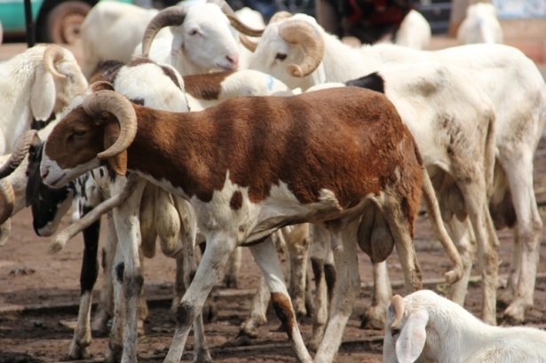 Cherté des moutons de Tabaski : Enda CACID indexe les taxes indues