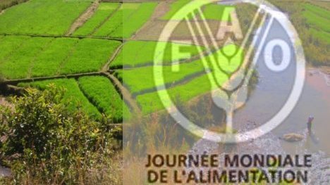 Journée Mondiale de l’Alimentation: La FAO plaide pour une combinaison entre agriculture et protection sociale Journée Mondiale de l’Alimentation: La FAO plaide pour une combinaison entre agriculture et protection sociale