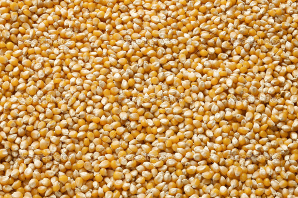 Maïs séché : le prix du kg a progressé de 5,3% en septembre 2015