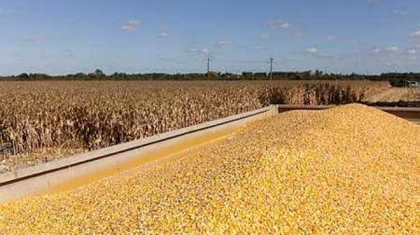 Les experts tablent sur une hausse de 12% de la production céréalière ouest-africaine Les experts tablent sur une hausse de 12% de la production céréalière ouest-africaine