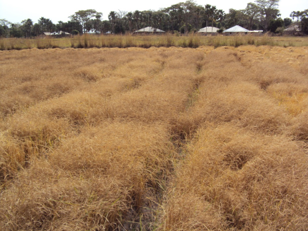 Fallou Dièye PCA de l’Institut national de pédologie « La dégradation des terres au Sénégal est  évaluée à 1% du PIB chaque année » Fallou Dièye PCA de l’Institut national de pédologie « La dégradation des terres au Sénégal est  évaluée à 1% du PIB chaque année »