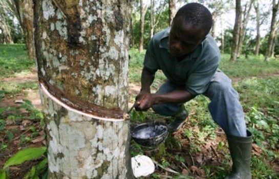 Côte d’Ivoire : La Société des Caoutchoucs de Grand Béréby annonce une forte hausse de son résultat net au premier trimestre 2025. Côte d’Ivoire : La Société des Caoutchoucs de Grand Béréby annonce une forte hausse de son résultat net au premier trimestre 2025.