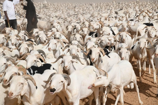 Approvisionnement en moutons : Le Sénégal n’importe que 300 mille sujets, selon le ministre Mabouba Diagne Approvisionnement en moutons : Le Sénégal n’importe que 300 mille sujets, selon le ministre Mabouba Diagne