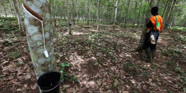 Côte d’Ivoire : Forte hausse de 949% du résultat net de la Société Africaine de Plantation d’Hévéas au premier trimestre 2025. Côte d’Ivoire : Forte hausse de 949% du résultat net de la Société Africaine de Plantation d’Hévéas au premier trimestre 2025.