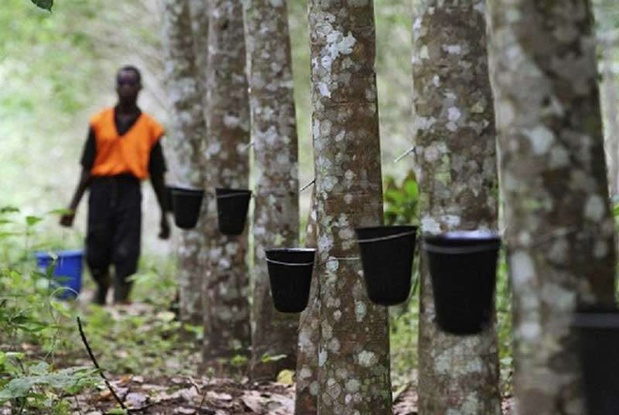 Côte d’Ivoire : Forte progression de 149% du résultat net de la Société de Caoutchouc de Grand Béréby en 2024.