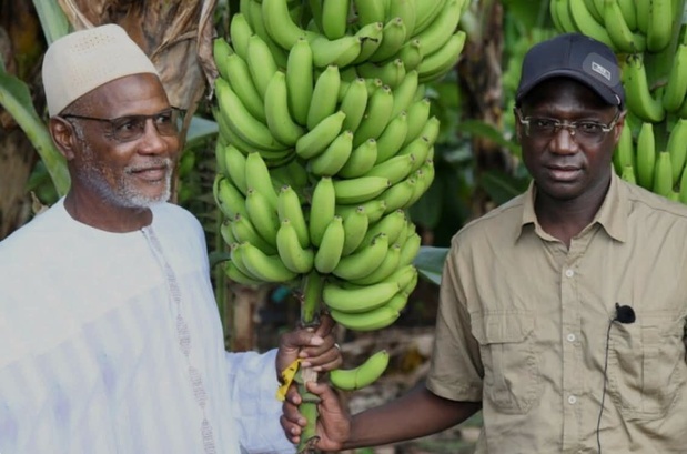 Filière banane : «L’autosuffisance à notre portée », affirme le ministre Mabouba Diagne Filière banane : «L’autosuffisance à notre portée », affirme le ministre Mabouba Diagne