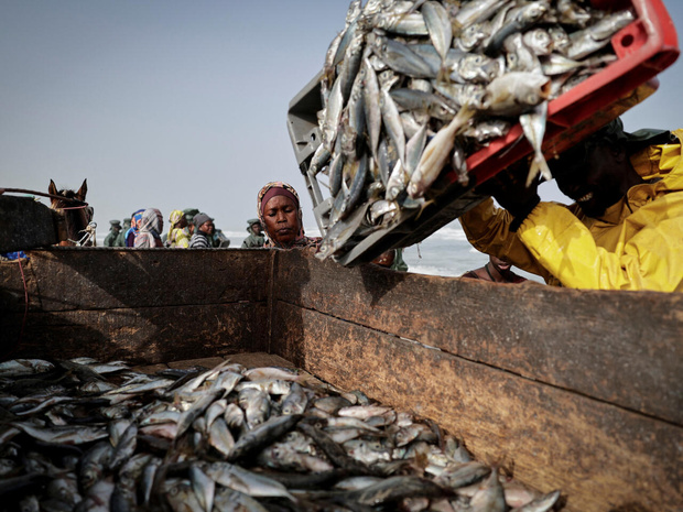 Activité du secteur primaire : L’Ansd note un repli de 06% au deuxième trimestre 2025 Activité du secteur primaire : L’Ansd note un repli de 06% au deuxième trimestre 2025