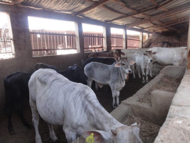 Filière laitière : Les bienfaits du projet AMPROLAIT dans la région de Kaolack Filière laitière : Les bienfaits du projet AMPROLAIT dans la région de Kaolack