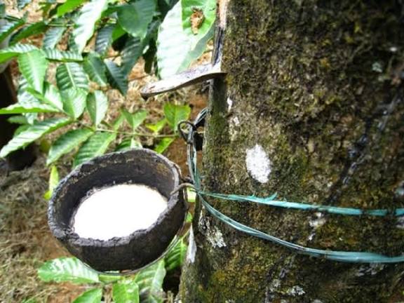 Côte d’Ivoire : Forte progression de 449% du résultat net de la Société africaine de plantation d’hévéas au premier semestre 2025. Côte d’Ivoire : Forte progression de 449% du résultat net de la Société africaine de plantation d’hévéas au premier semestre 2025.