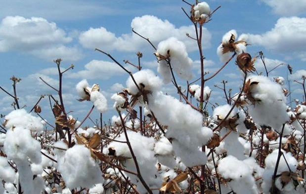 Sénégal : Pas d’activité d’égrenage de coton en novembre 2025 Sénégal : Pas d’activité d’égrenage de coton en novembre 2025