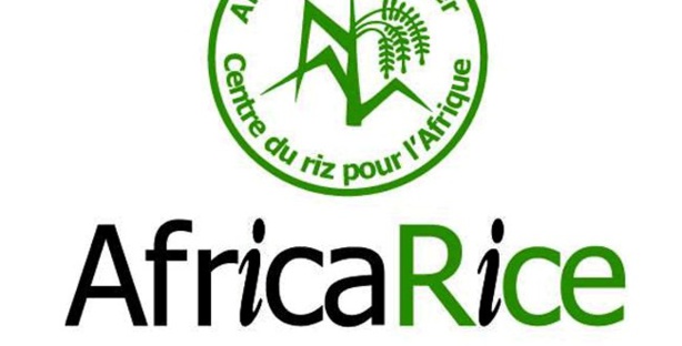 Agriculture : Africarice ouvre un centre de formation aux métiers rizicoles à Saint-Louis