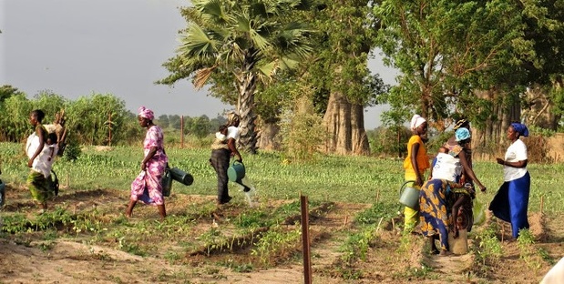 Travail familial au Sénégal : Un phénomène rural porté par les jeunes et les moins instruits Travail familial au Sénégal : Un phénomène rural porté par les jeunes et les moins instruits
