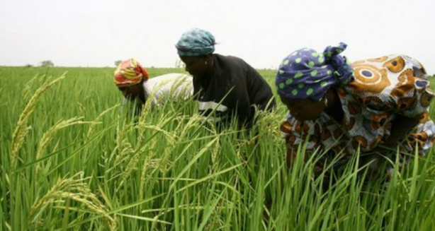 Agriculture : Une étude de l’IPAR déplore la main mise des gros producteurs sur les subventions agricoles au Sénégal