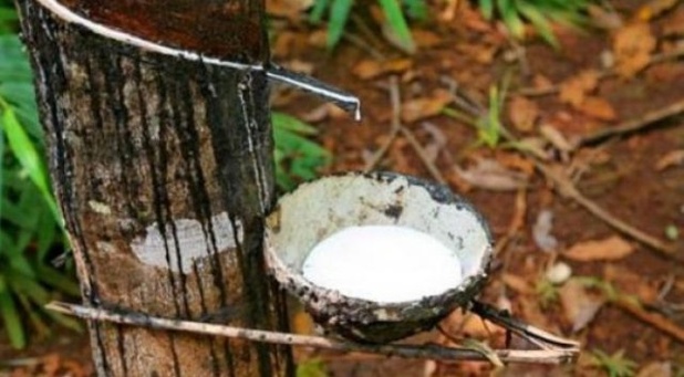 Côte d’Ivoire : Hausse de 33% du résultat net de la Société africaine de plantation d’hévéas en 2025. Côte d’Ivoire : Hausse de 33% du résultat net de la Société africaine de plantation d’hévéas en 2025.