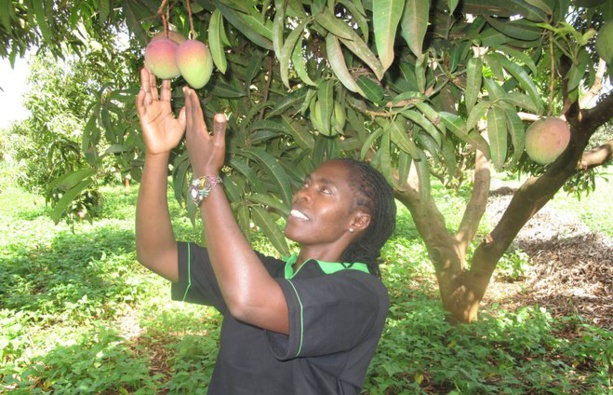 HORTICULTURE : Le Sénégal prépare une offensive contre la mouche des fruits HORTICULTURE : Le Sénégal prépare une offensive contre la mouche des fruits
