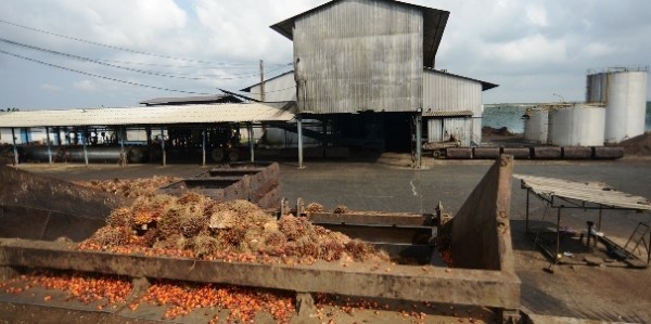 Retour sur investissements : Les actionnaires de la société Palm Côte d’Ivoire percevront un dividende global brut de 7,754 milliards FCFA.